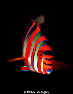 Harlequin Tuskfish, GBR, Australia by Michael Gallagher 